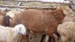 Предимства и особености на породата едилбаев